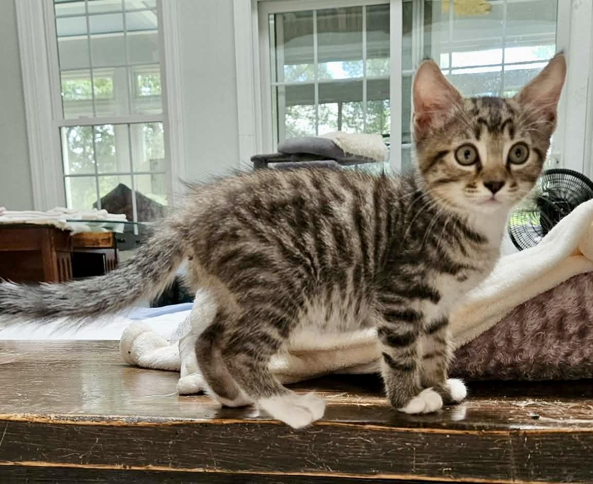 Enlarge Atticus & Finch (bonded males), an adopted Domestic Short Hair in Myrtle Beach, SC image 6/6