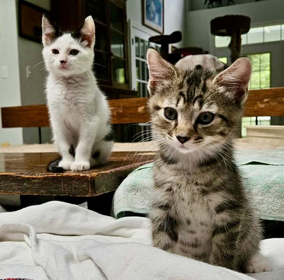 Enlarge Atticus & Finch (bonded males), an adopted Domestic Short Hair in Myrtle Beach, SC image 1/6