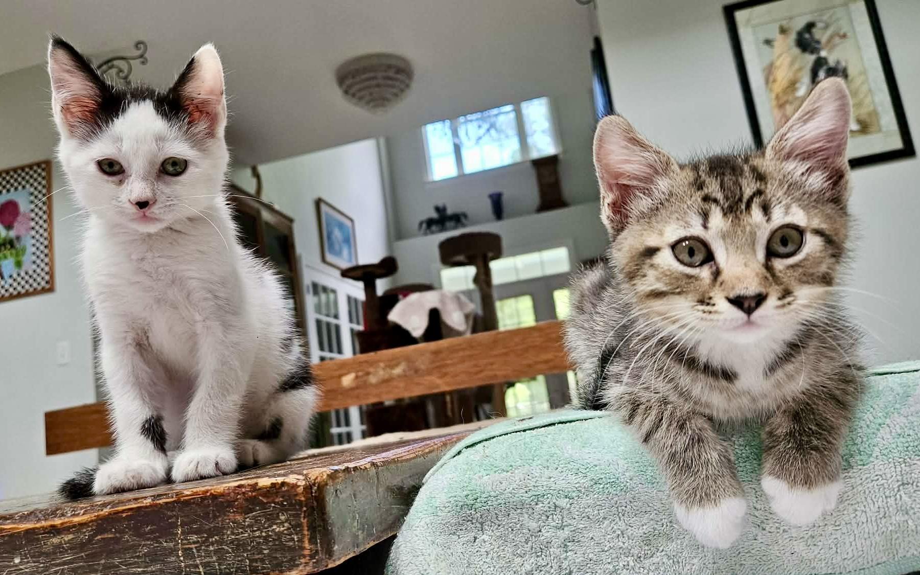 Enlarge Atticus & Finch (bonded males), an adopted Domestic Short Hair in Myrtle Beach, SC image 2/6