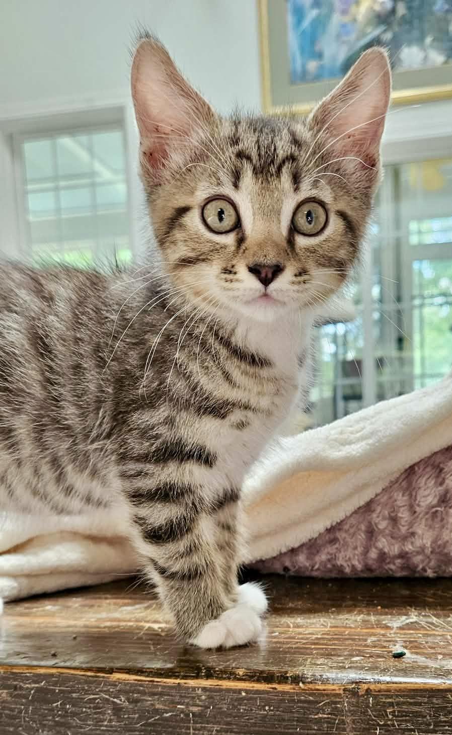Enlarge Atticus & Finch (bonded males), an adopted Domestic Short Hair in Myrtle Beach, SC image 4/6