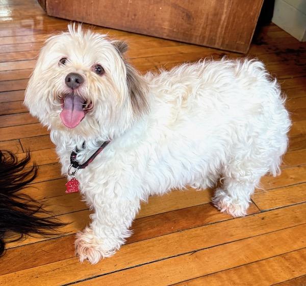 Rory, ADOPTABLE, Senior Male Havanese & Maltese.