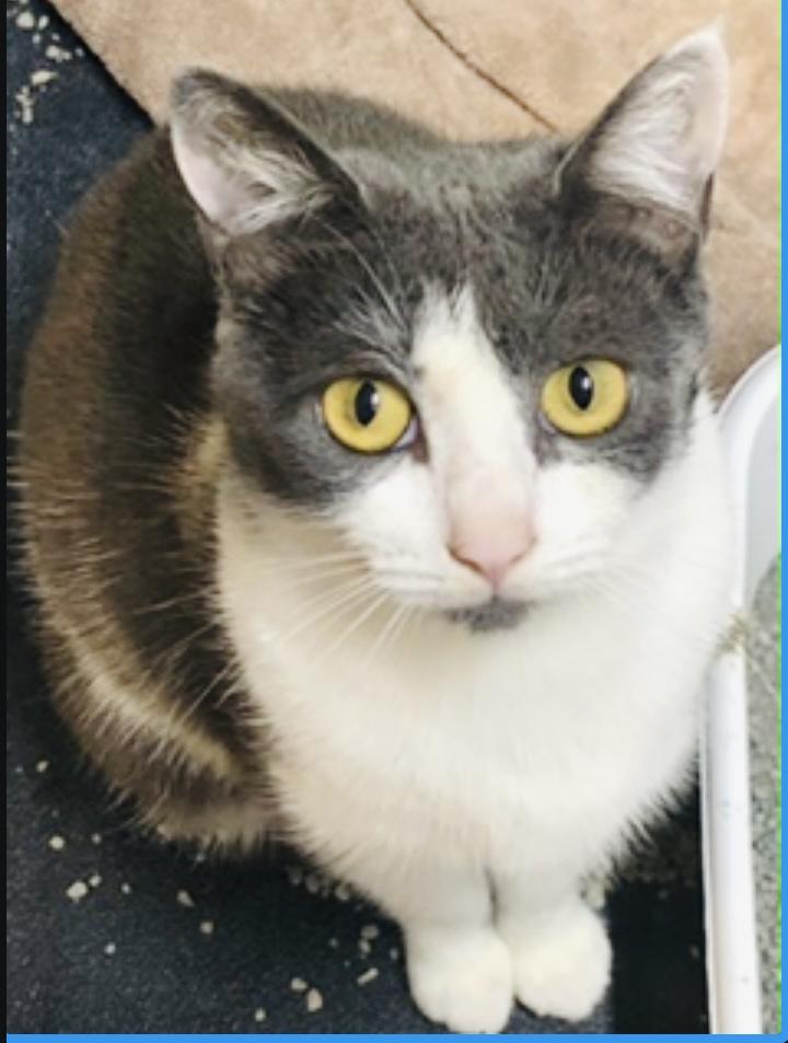 Enlarge Gracie (so sweet), a Adoptable Domestic Short Hair in Port Orange, FL image 1/1