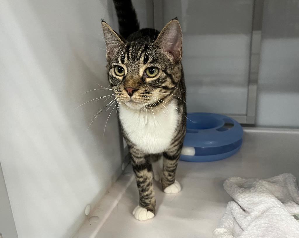 Ruddy, Adoptable, Kitten Male Domestic Short Hair.