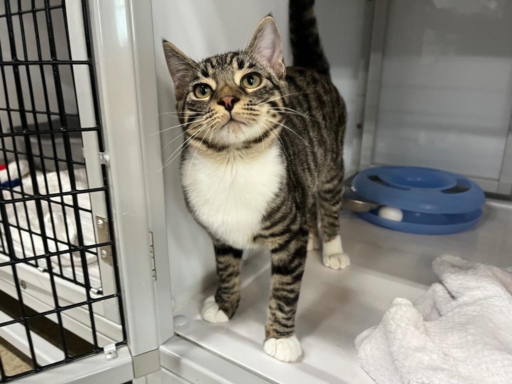 Enlarge Ruddy, a Adoptable mixed breed in Raleigh, NC image 2/2