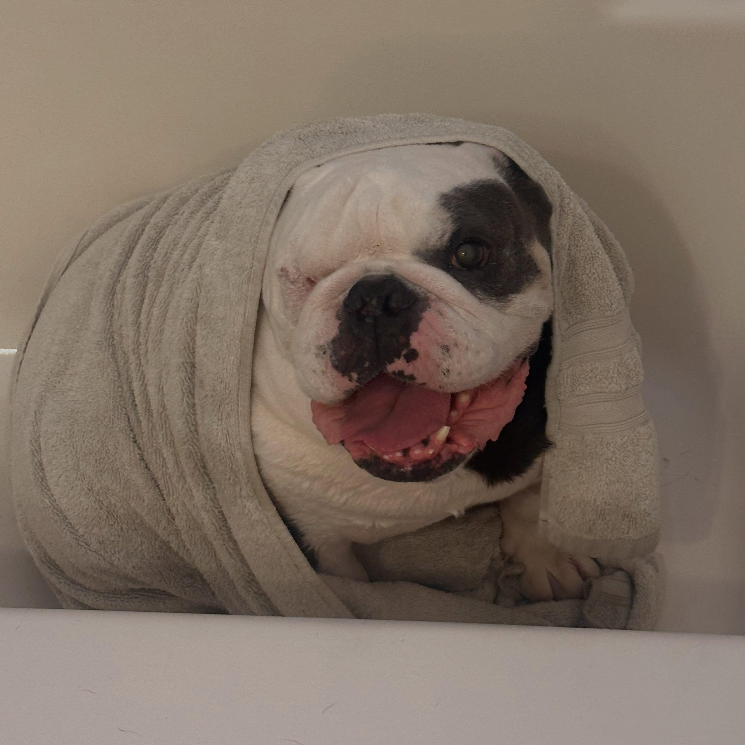 Enlarge Hank (aka Bueller), a Adopted English Bulldog in Las Vegas, NV image 6/6