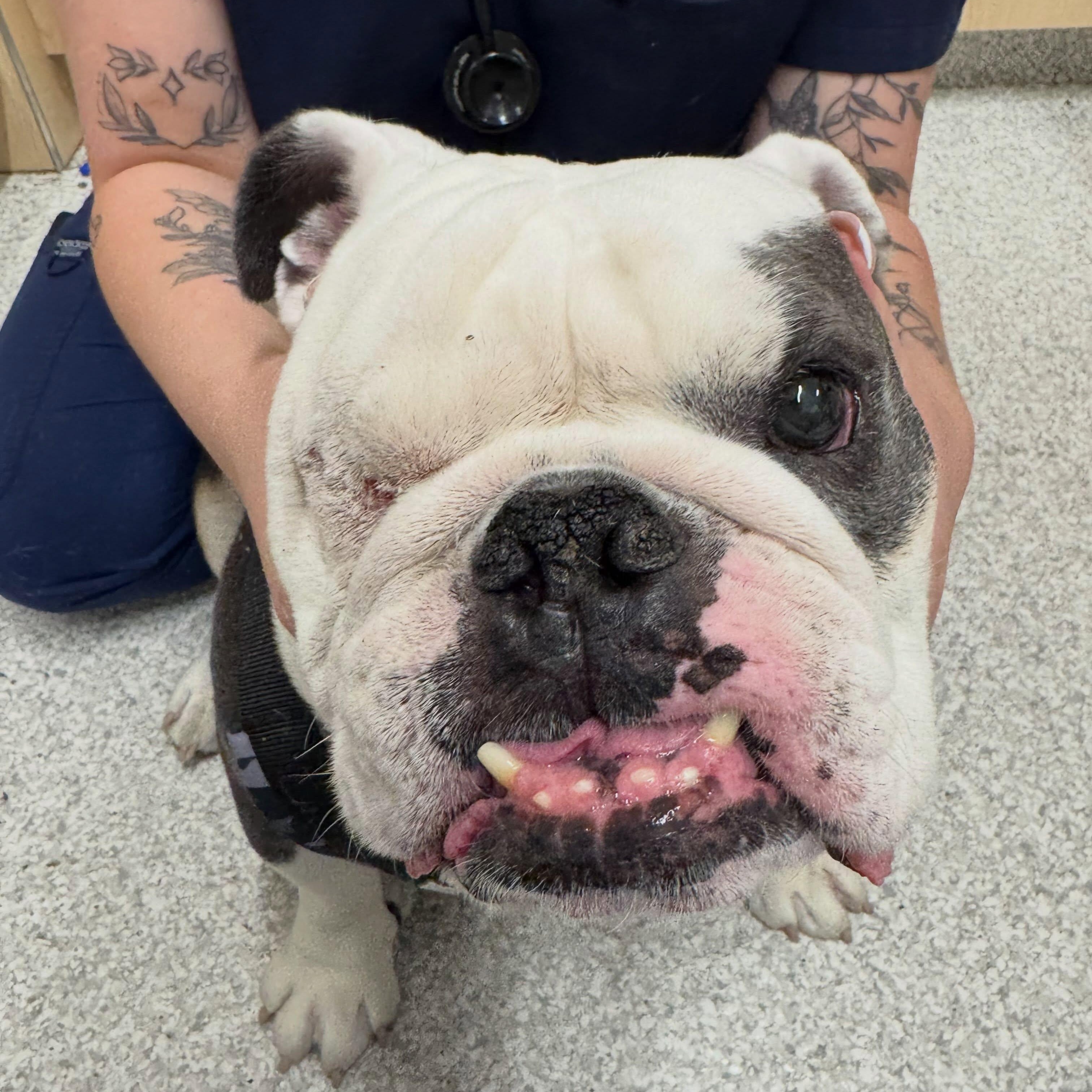 Enlarge Hank (aka Bueller), a Adopted English Bulldog in Las Vegas, NV image 5/6