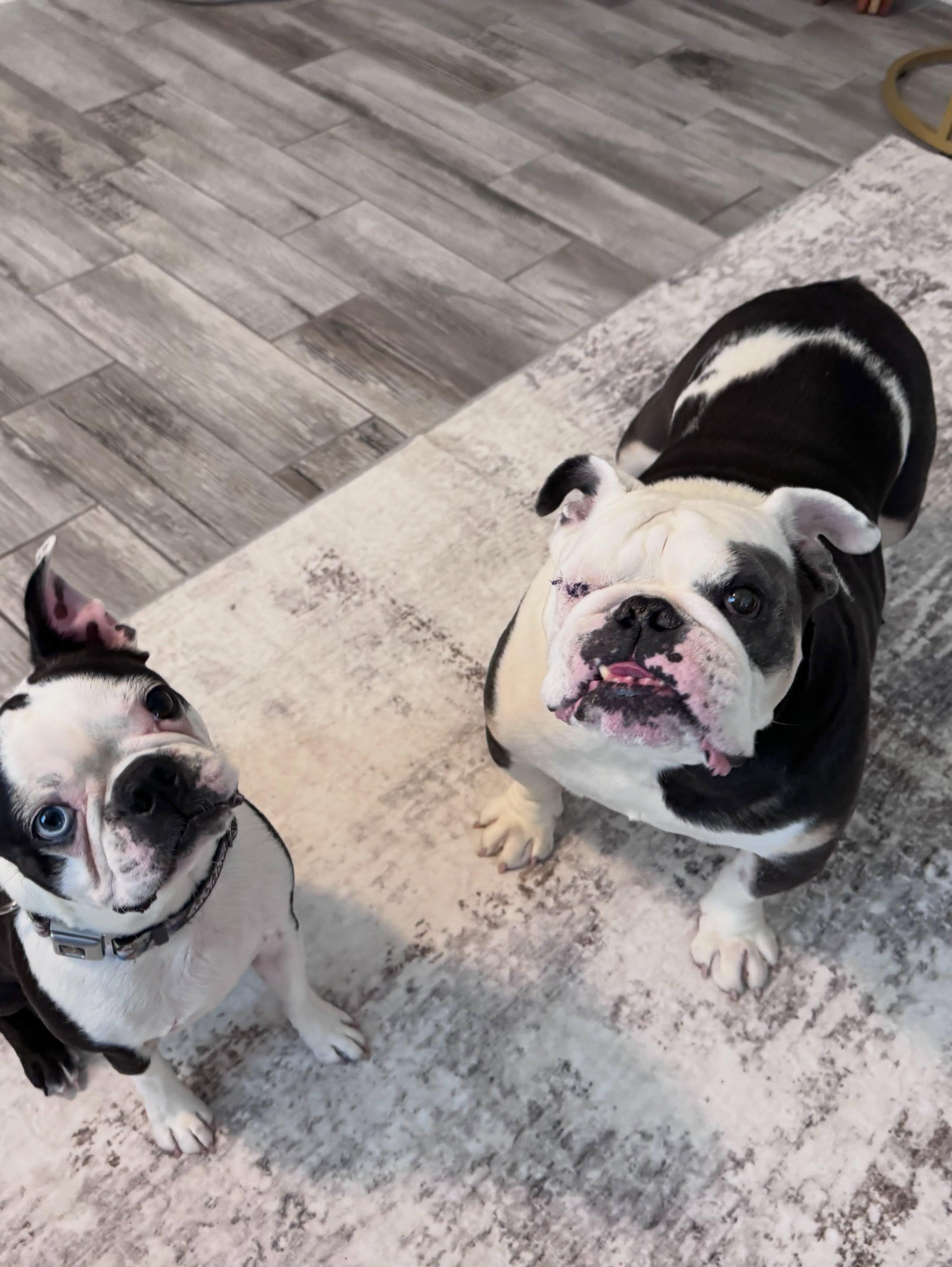 Enlarge Hank (aka Bueller), a Adopted English Bulldog in Las Vegas, NV image 4/6