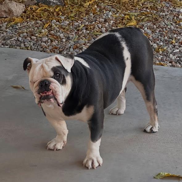 Enlarge Hank (aka Bueller), a Adopted English Bulldog in Las Vegas, NV image 3/6