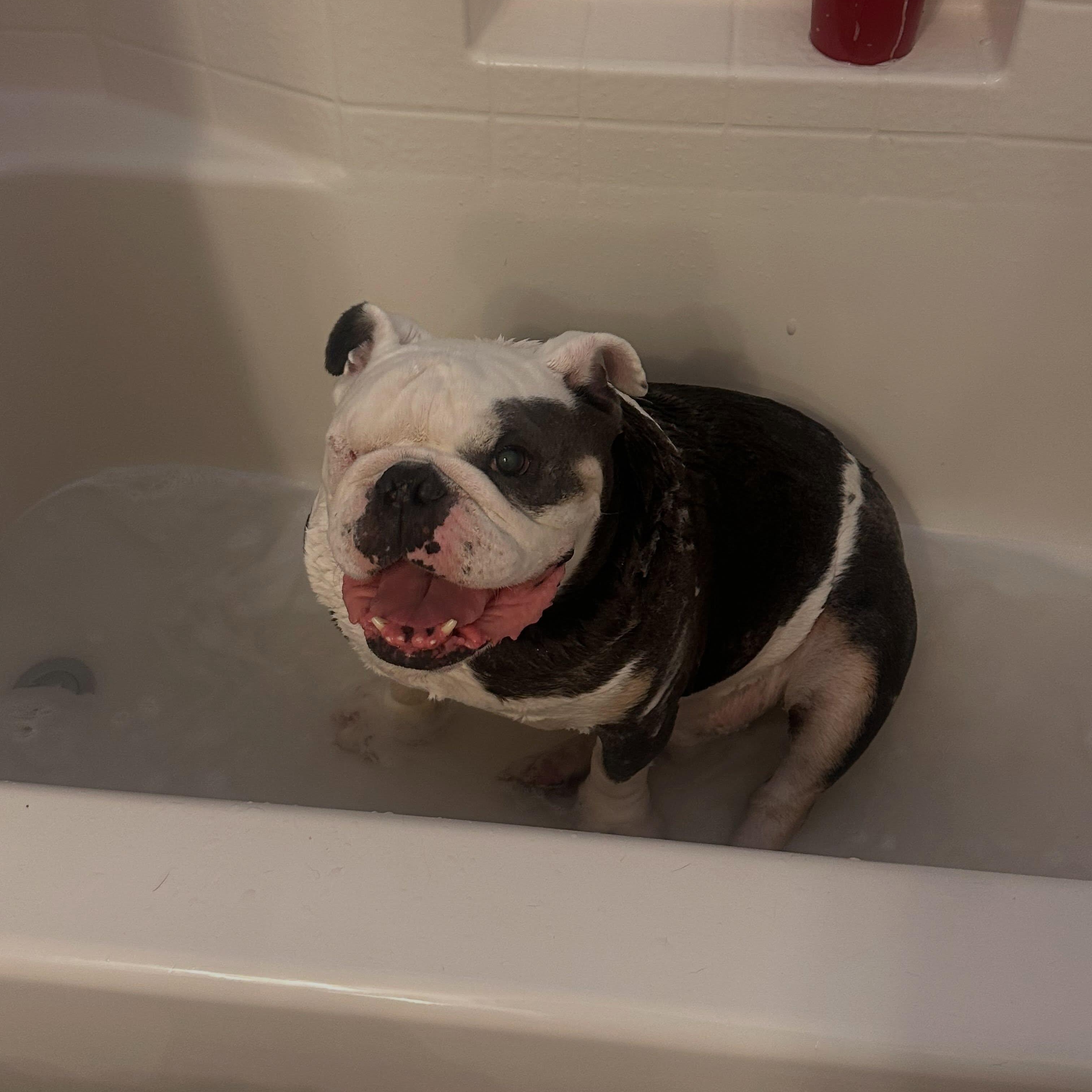 Enlarge Hank (aka Bueller), a Adopted English Bulldog in Las Vegas, NV image 2/6