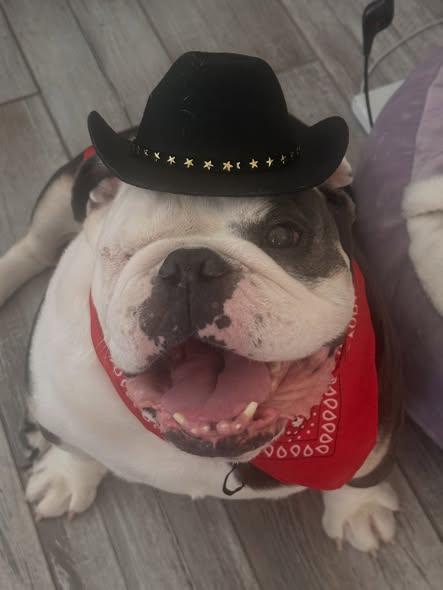 Hank (aka Bueller), Adopted, Adult Male English Bulldog.