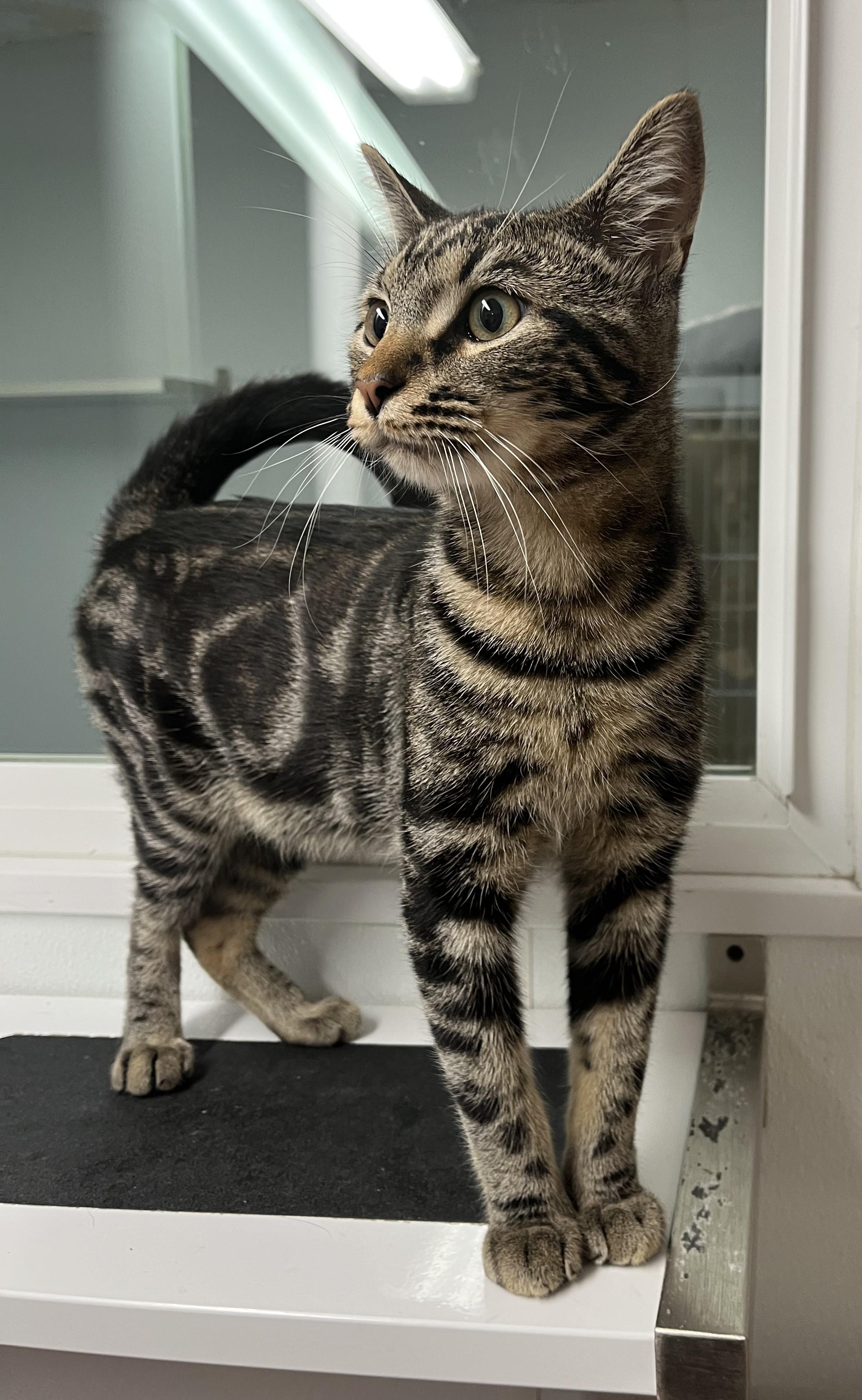 Enlarge Handsome, a Adopted Domestic Short Hair in Harrison, NY image 2/4