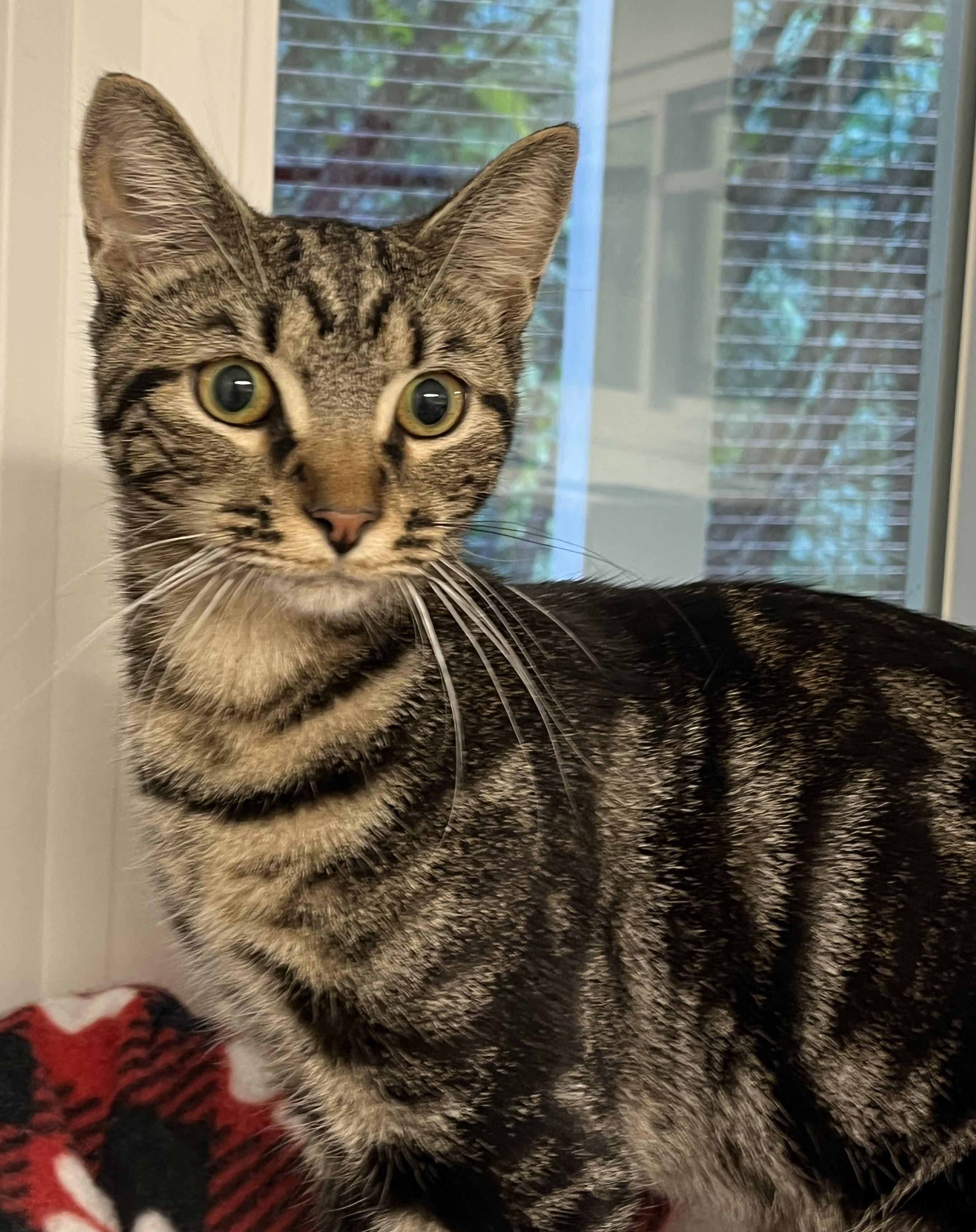 Enlarge Handsome, a Adopted Domestic Short Hair in Harrison, NY image 3/4