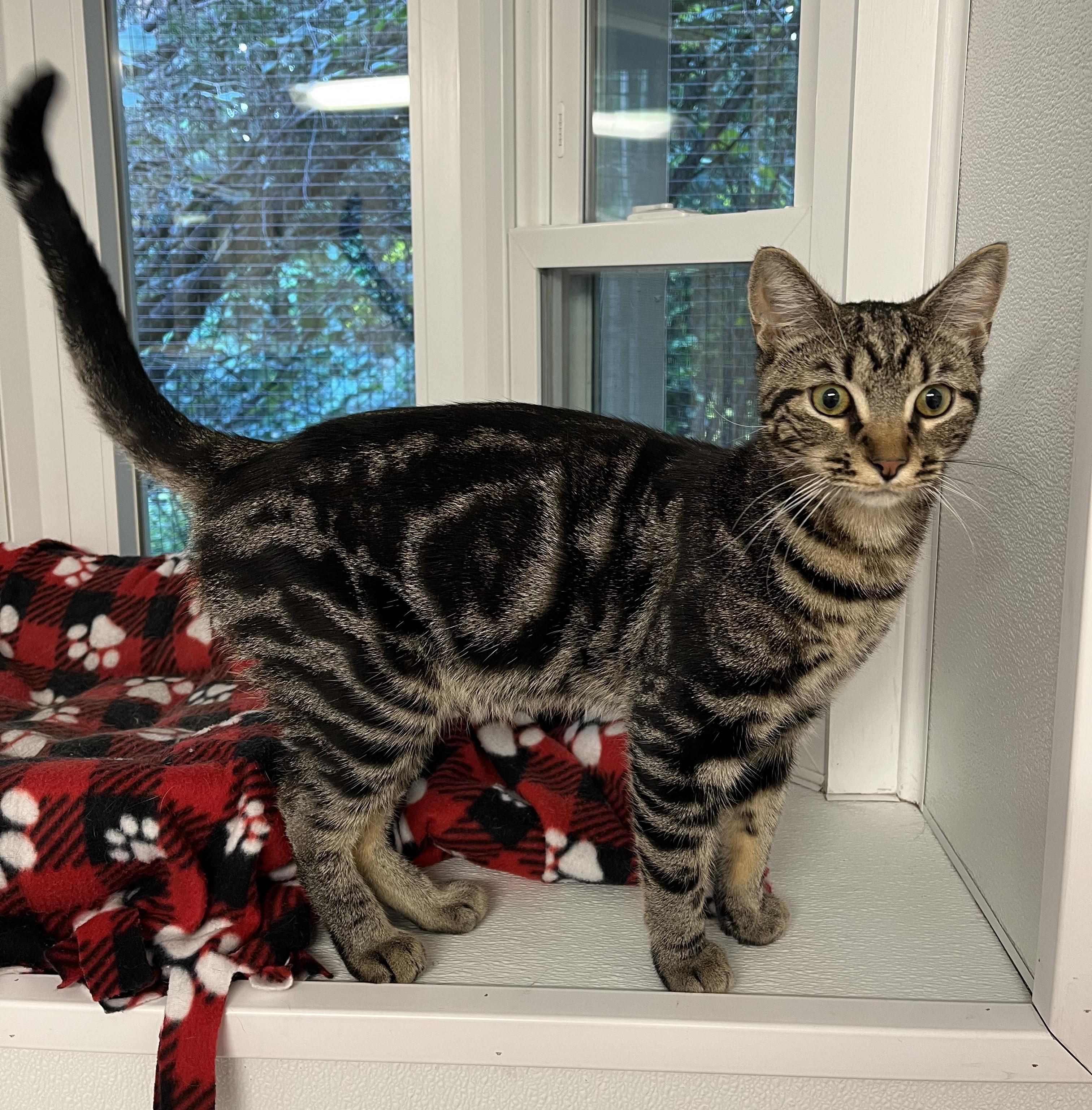 Enlarge Handsome, a Adopted Domestic Short Hair in Harrison, NY image 4/4
