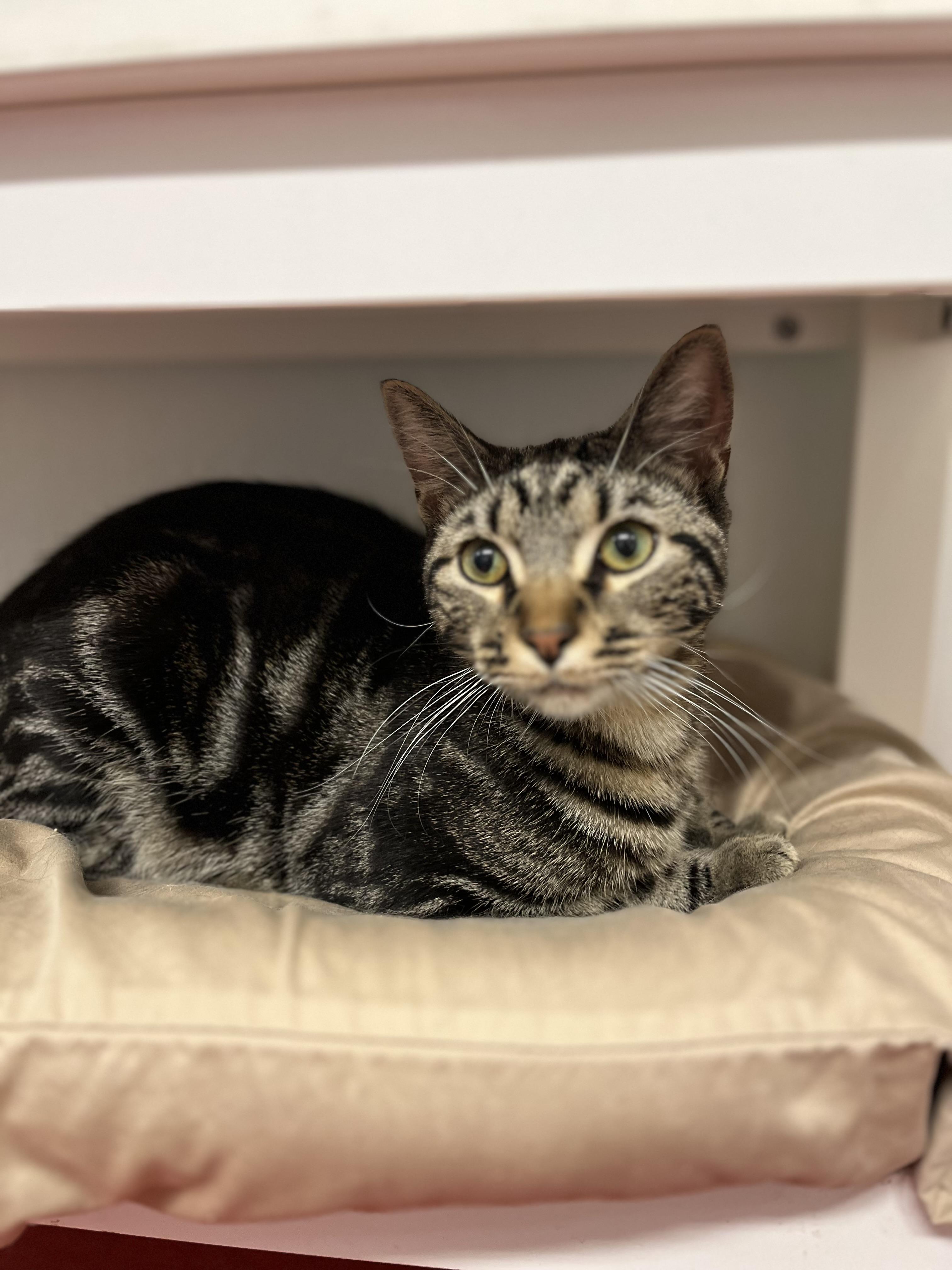 Enlarge Handsome, a Adopted Domestic Short Hair in Harrison, NY image 1/4