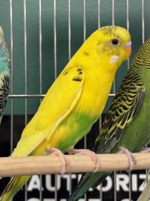 Acai, Adoptable, Young Unknown Parakeet (Other).