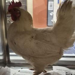 Cotton, Adoptable, Baby Male Chicken.