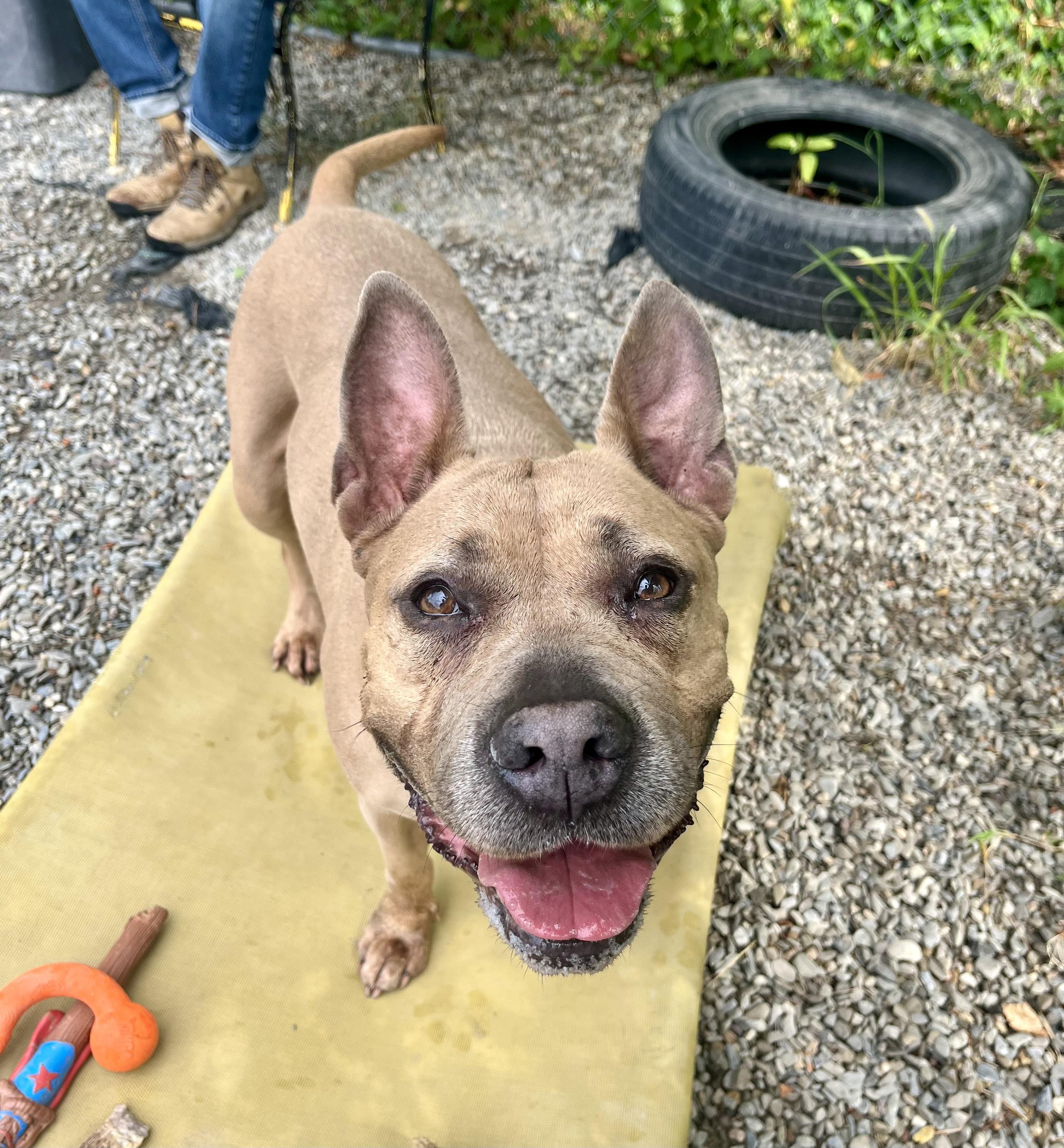 Sara with Bunny Ears, a Adoptable American Staffordshire Terrier in East Orange, NJ image 3/5