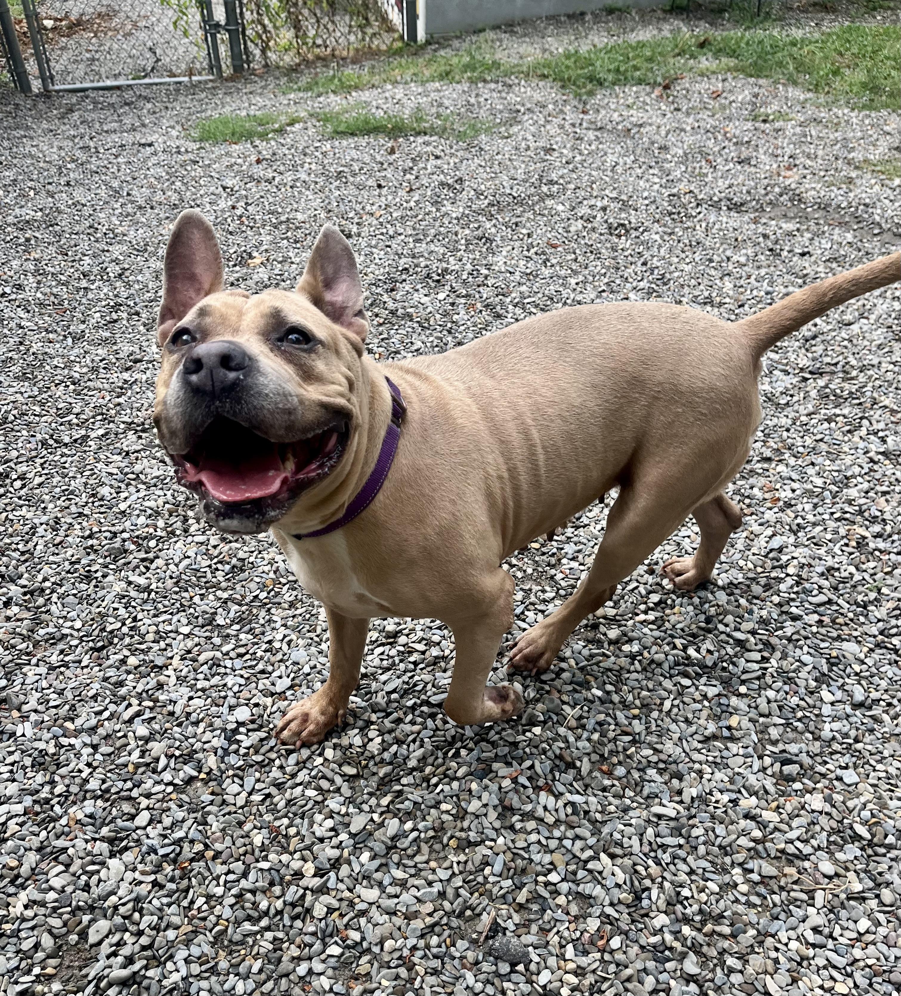 Sara with Bunny Ears, a Adoptable American Staffordshire Terrier in East Orange, NJ image 4/5