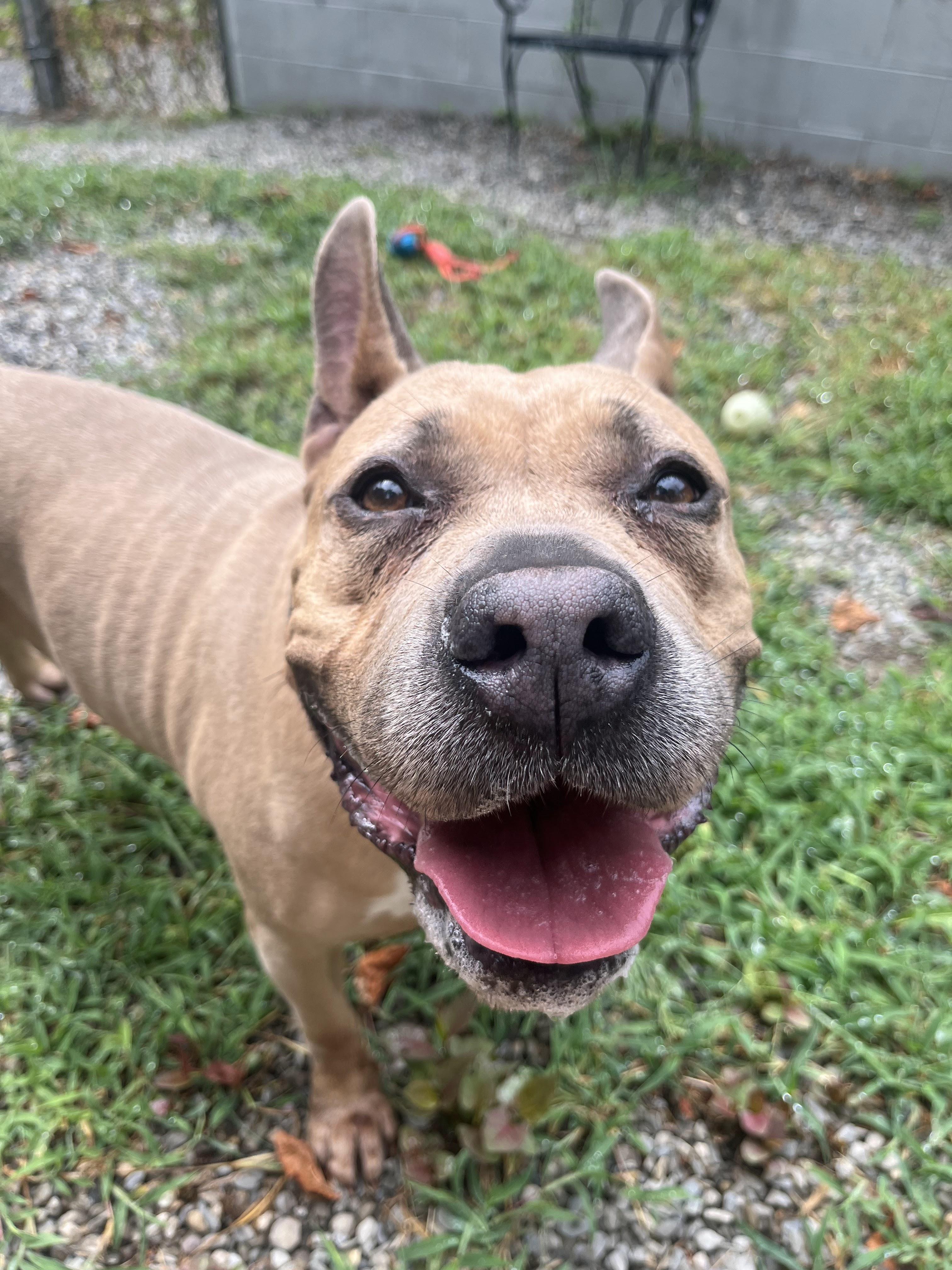 Sara with Bunny Ears, Adoptable, Senior Female American Staffordshire Terrier.