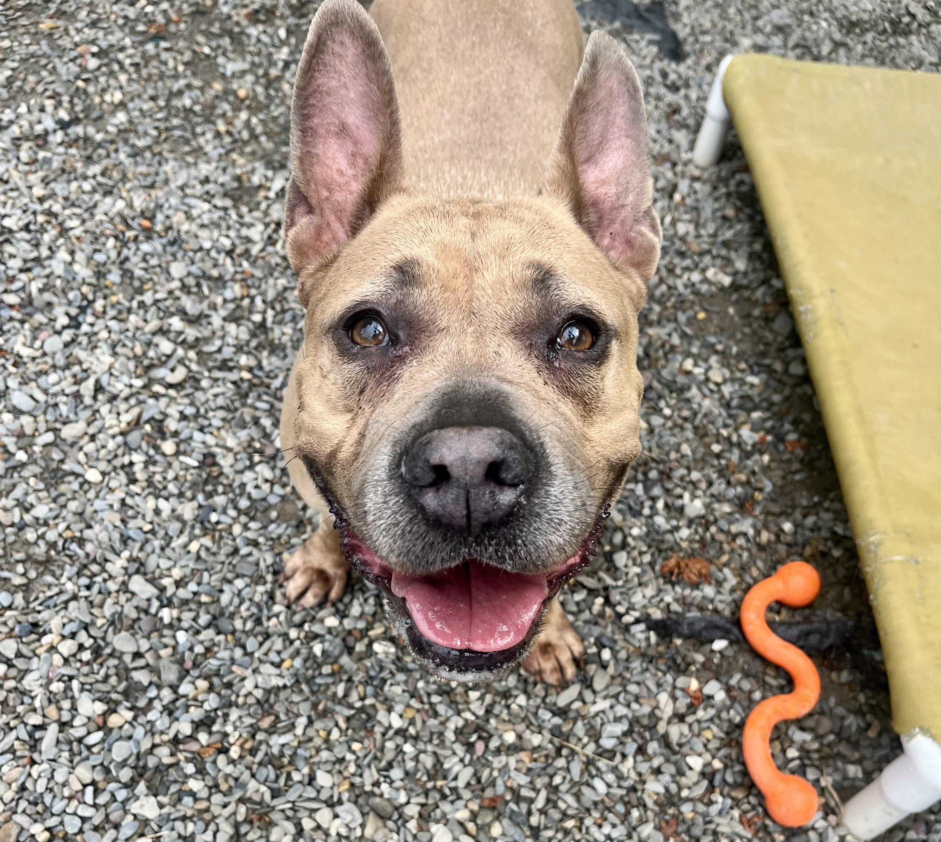 Sara with Bunny Ears, a Adoptable American Staffordshire Terrier in East Orange, NJ image 5/5