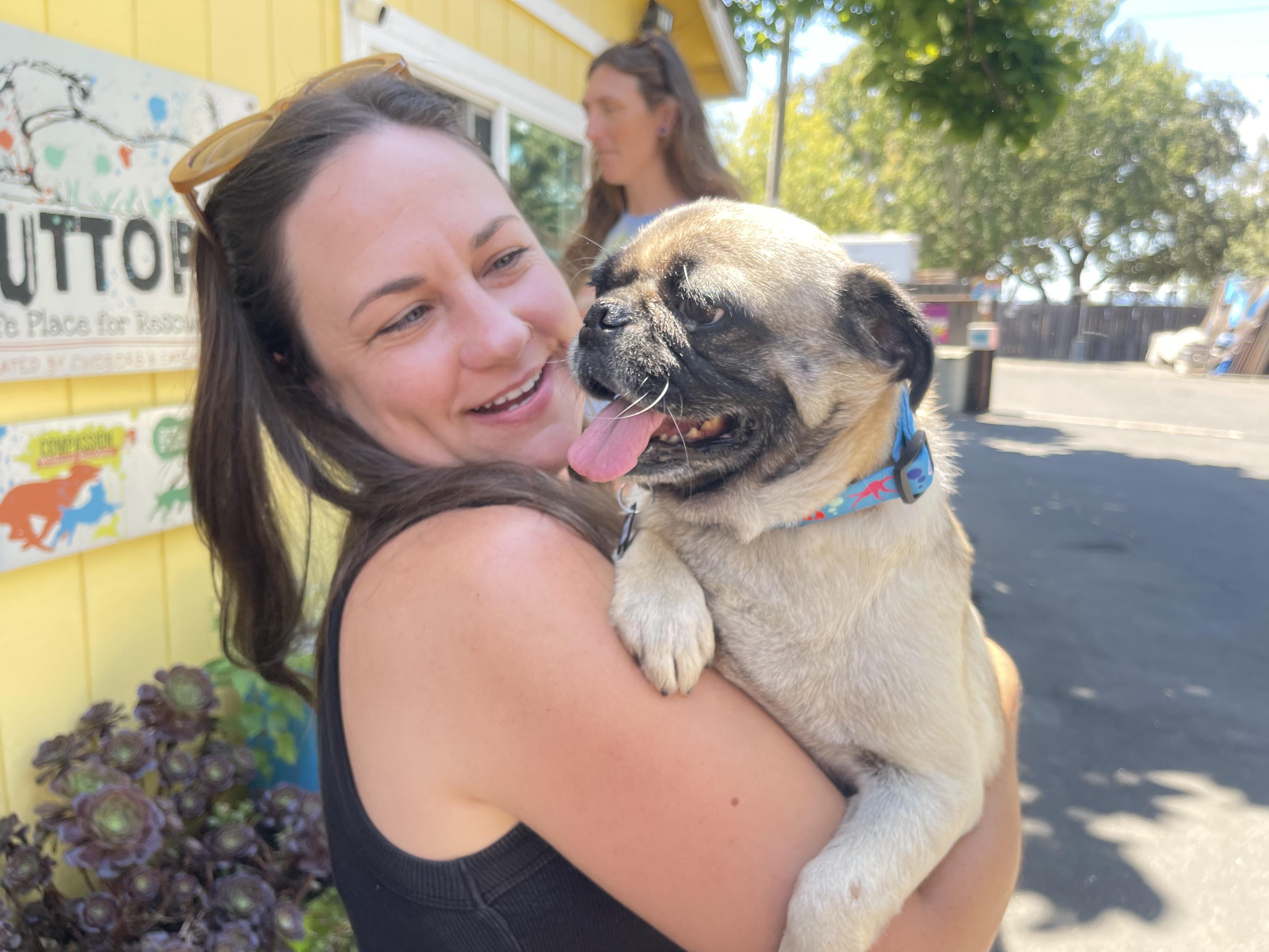 Enlarge Bruno, an adoptable mixed breed in Santa Rosa, CA image 2/6