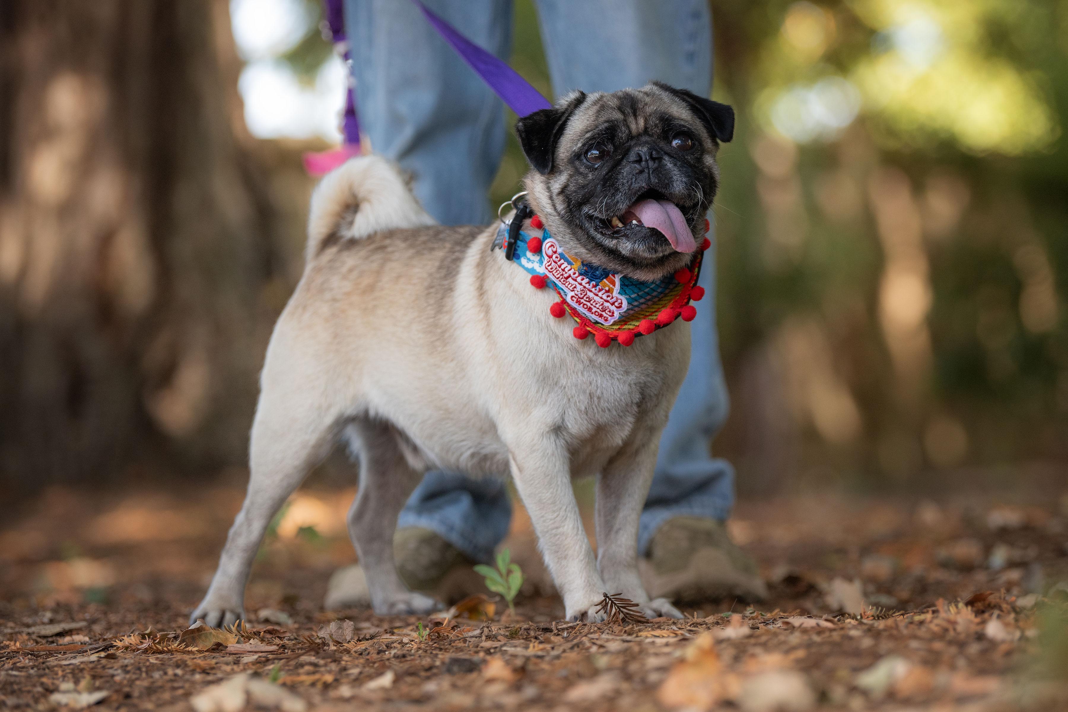 Enlarge Bruno, an adoptable mixed breed in Santa Rosa, CA image 3/6