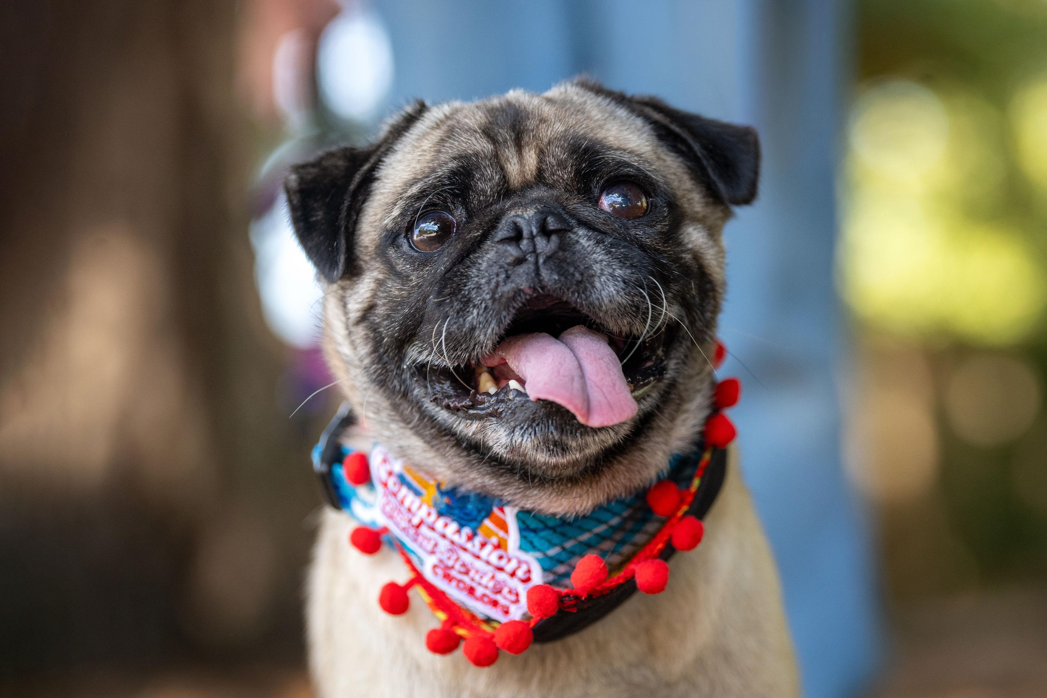 Bruno, adoptable, Young Male Pug.