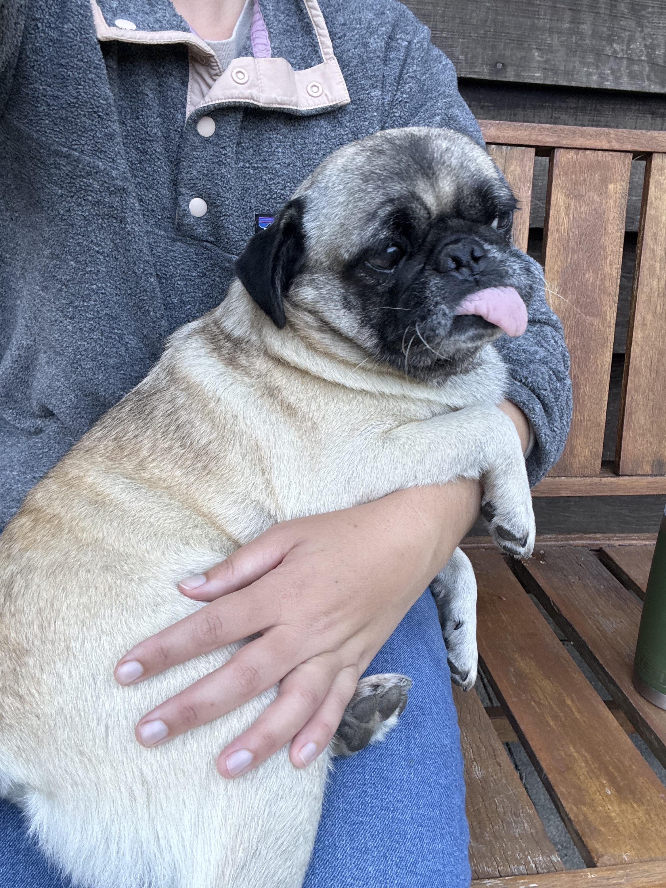 Enlarge Bruno, an adoptable mixed breed in Santa Rosa, CA image 6/6