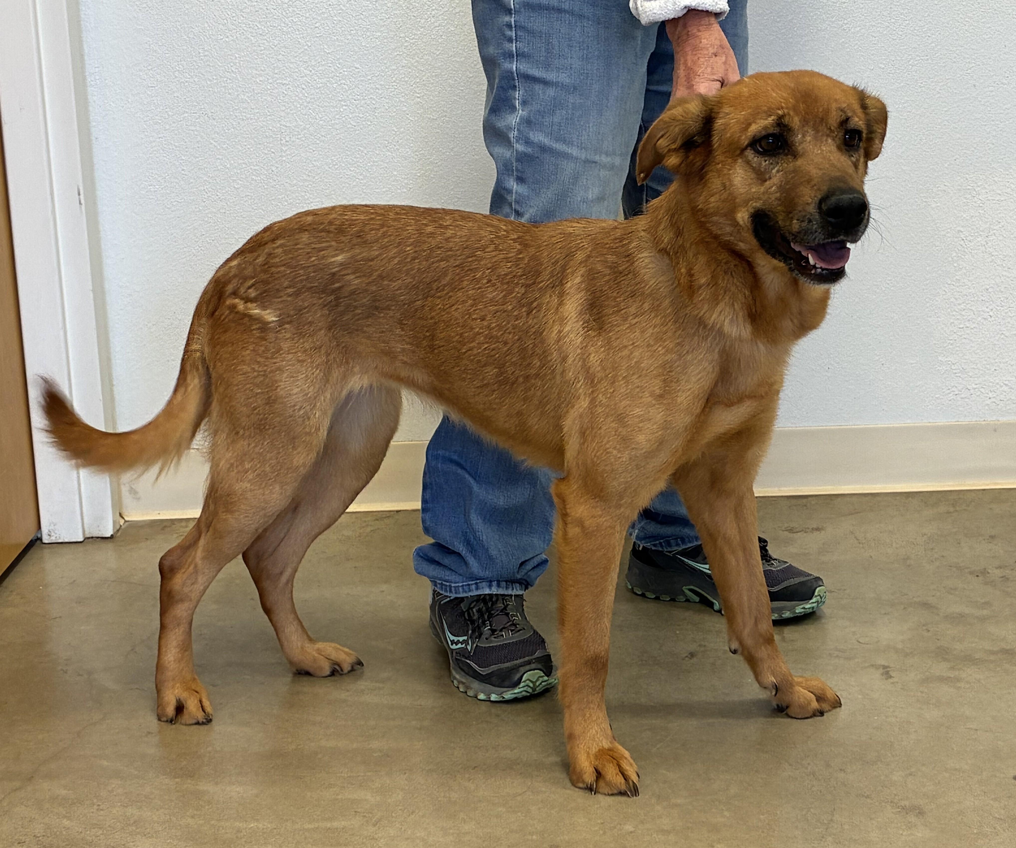 Enlarge Hinata, a ADOPTABLE mixed breed in Greeley, CO image 2/2