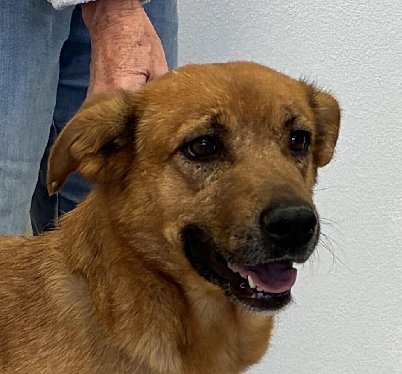 Hinata, ADOPTABLE, Adult Female German Shepherd Dog.