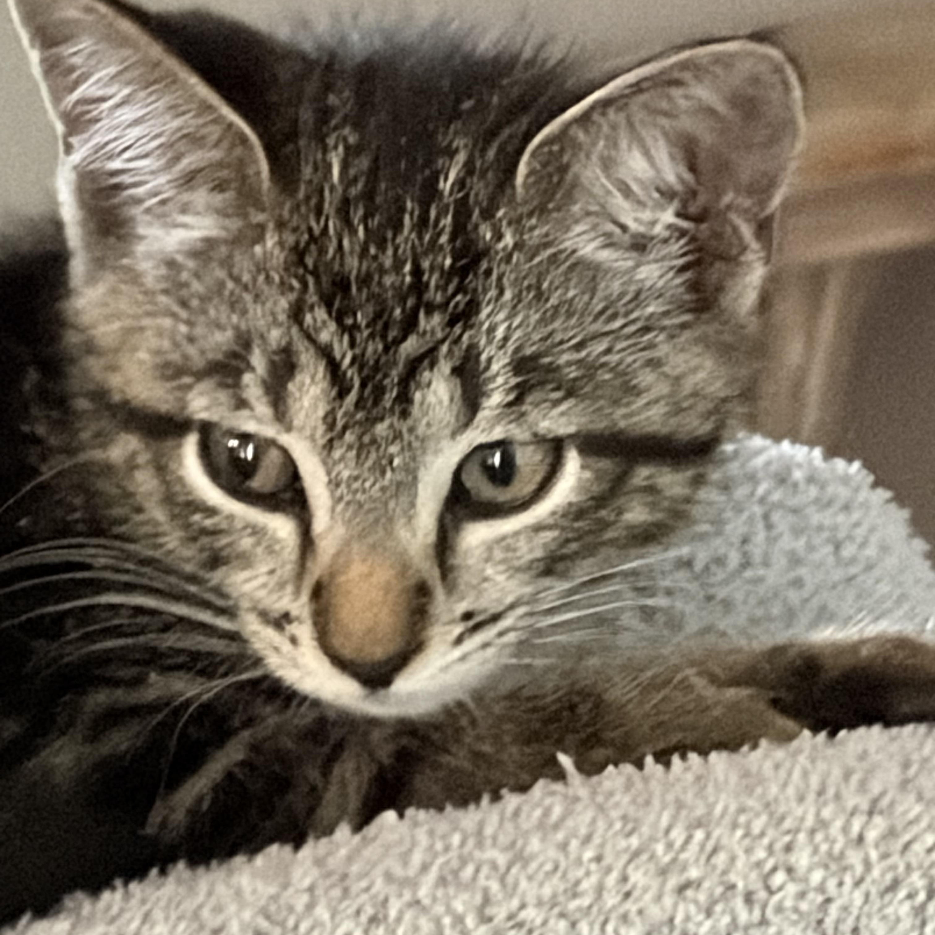 Leo, Adoptable, Kitten Male Domestic Short Hair & American Shorthair.