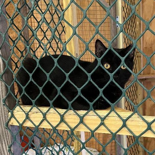 Al Capone, Adoptable, Young Male Domestic Short Hair.