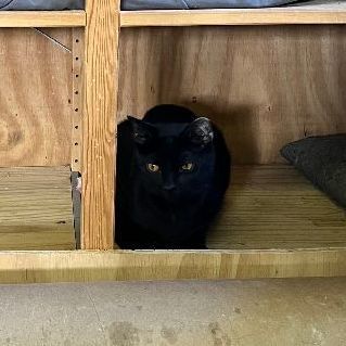 Al Capone, a Adoptable mixed breed in East Elmhurst, NY image 2/6