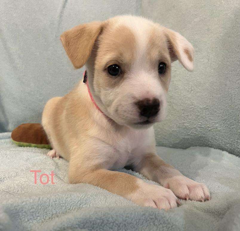 Tot 2