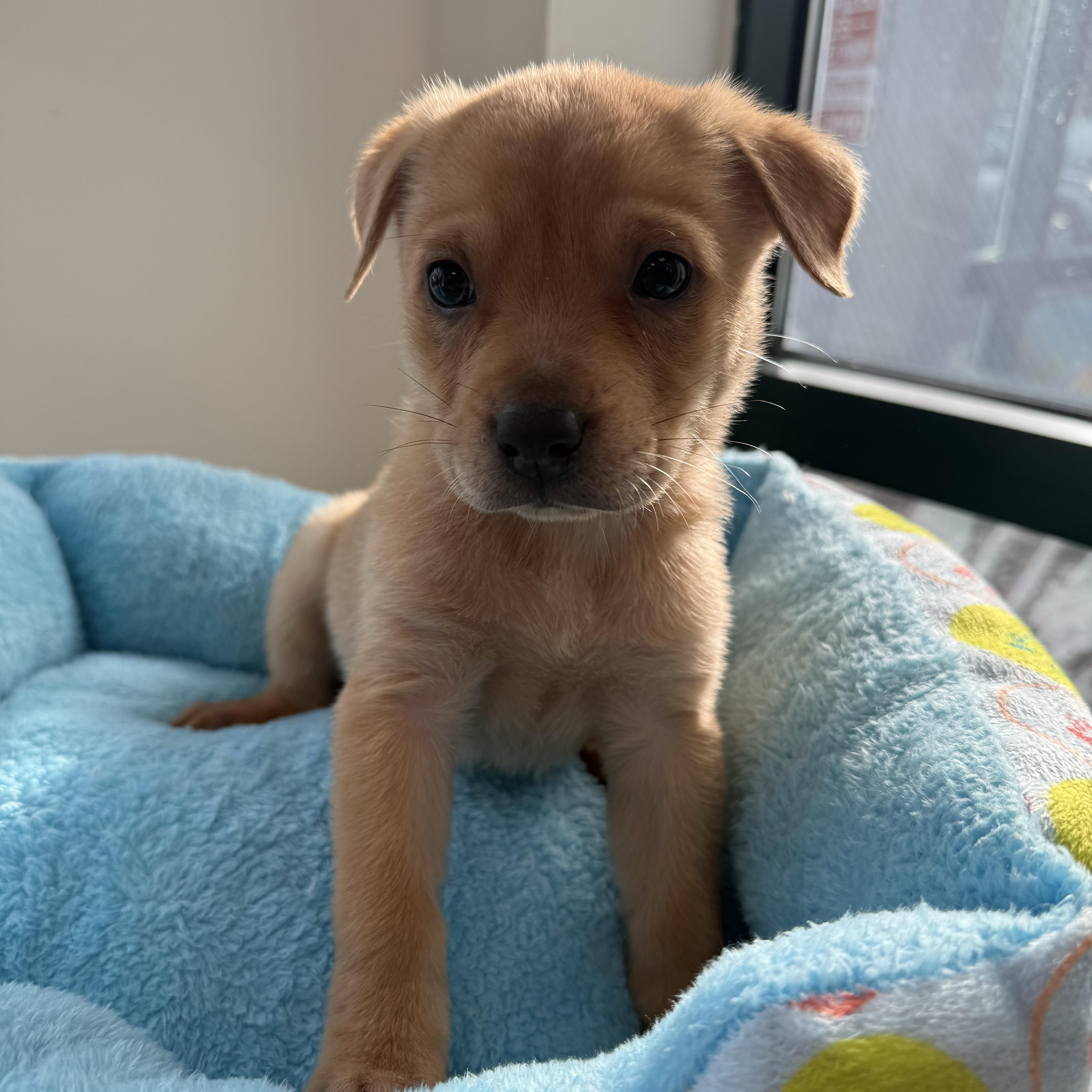 Cole, adoptable, Puppy Male Shepherd.