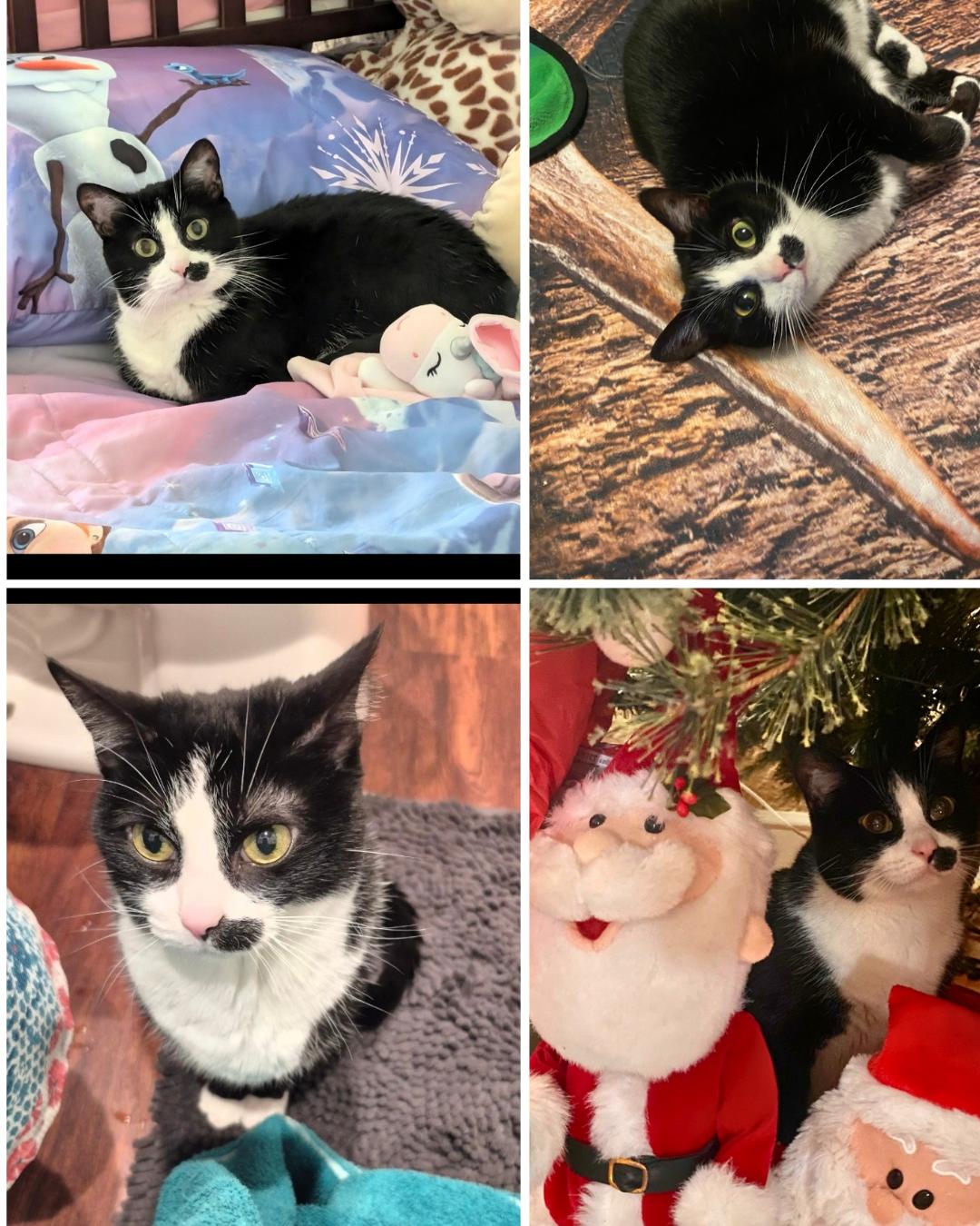 Enlarge Mittens- Courtesy Post, an adopted Tuxedo in Knoxville, TN image 1/1
