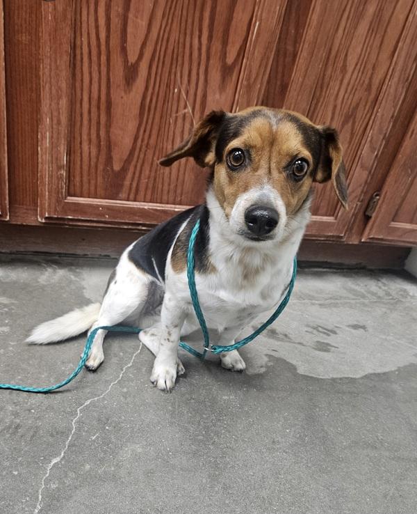 Enlarge Hazel, a Adoptable mixed breed in Rio Rancho, NM image 1/1