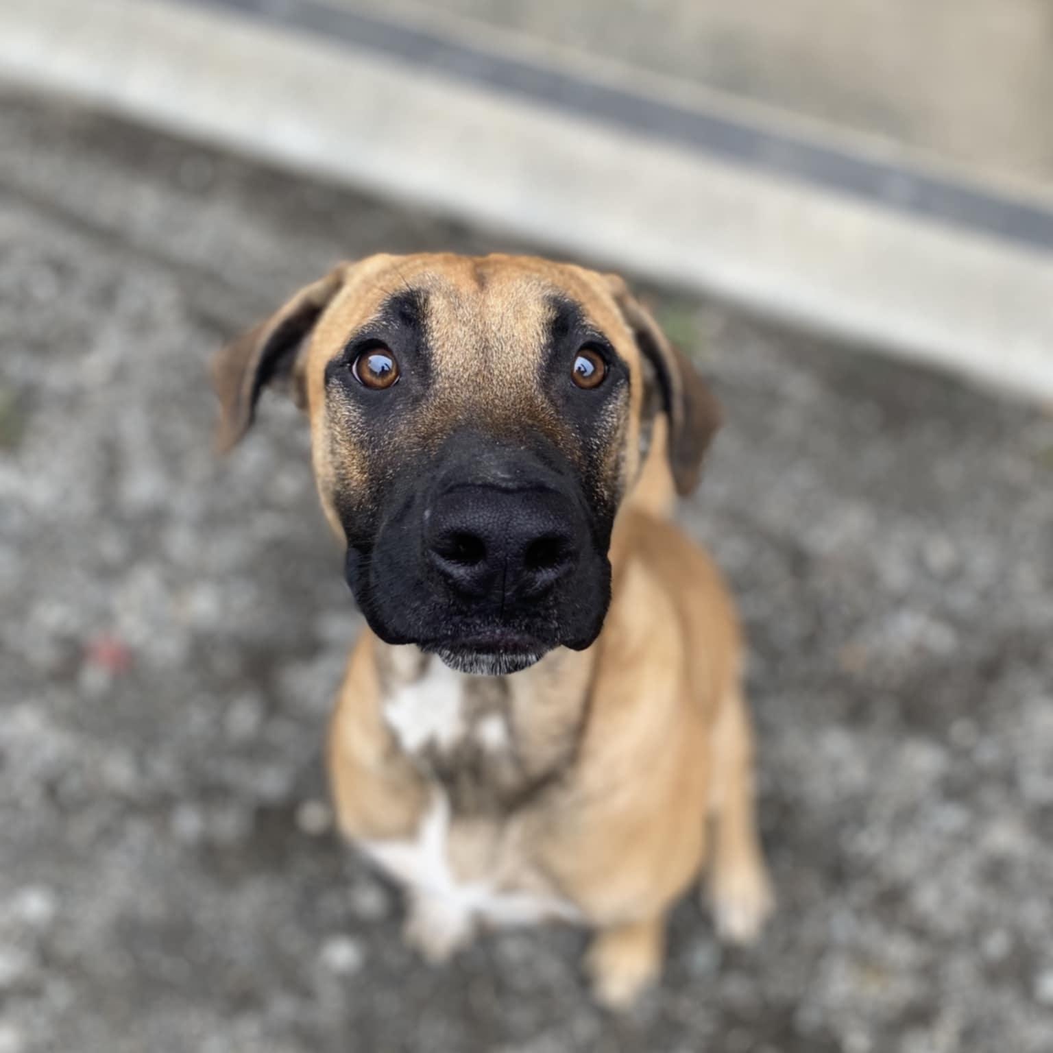Howie, Adoptable, Young Male Shepherd & Great Dane.