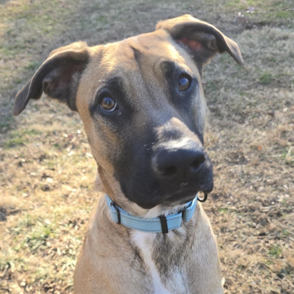 Enlarge Howie, an adopted mixed breed in Orange, VA image 1/5