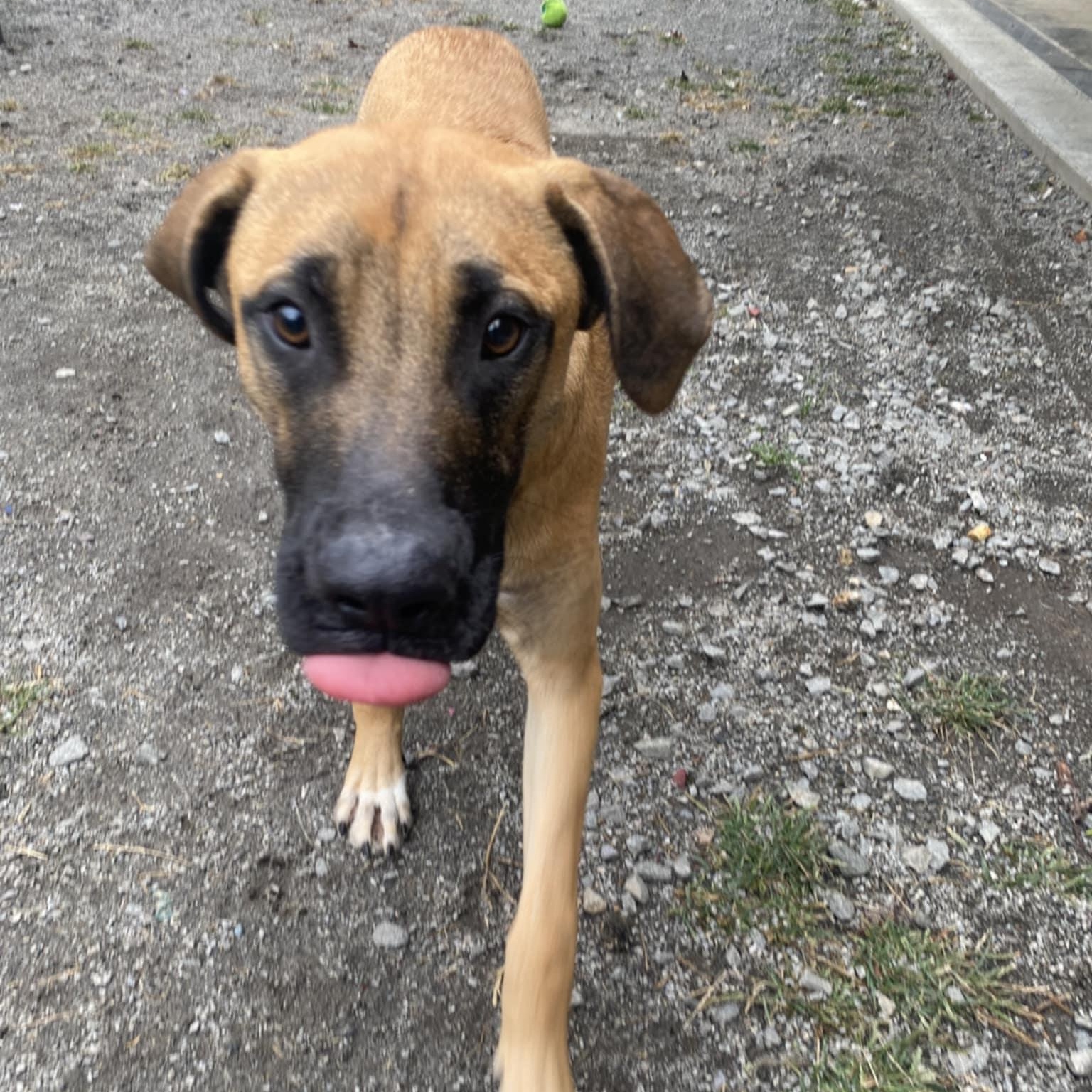 Howie, a Adoptable mixed breed in Orange, VA image 6/6