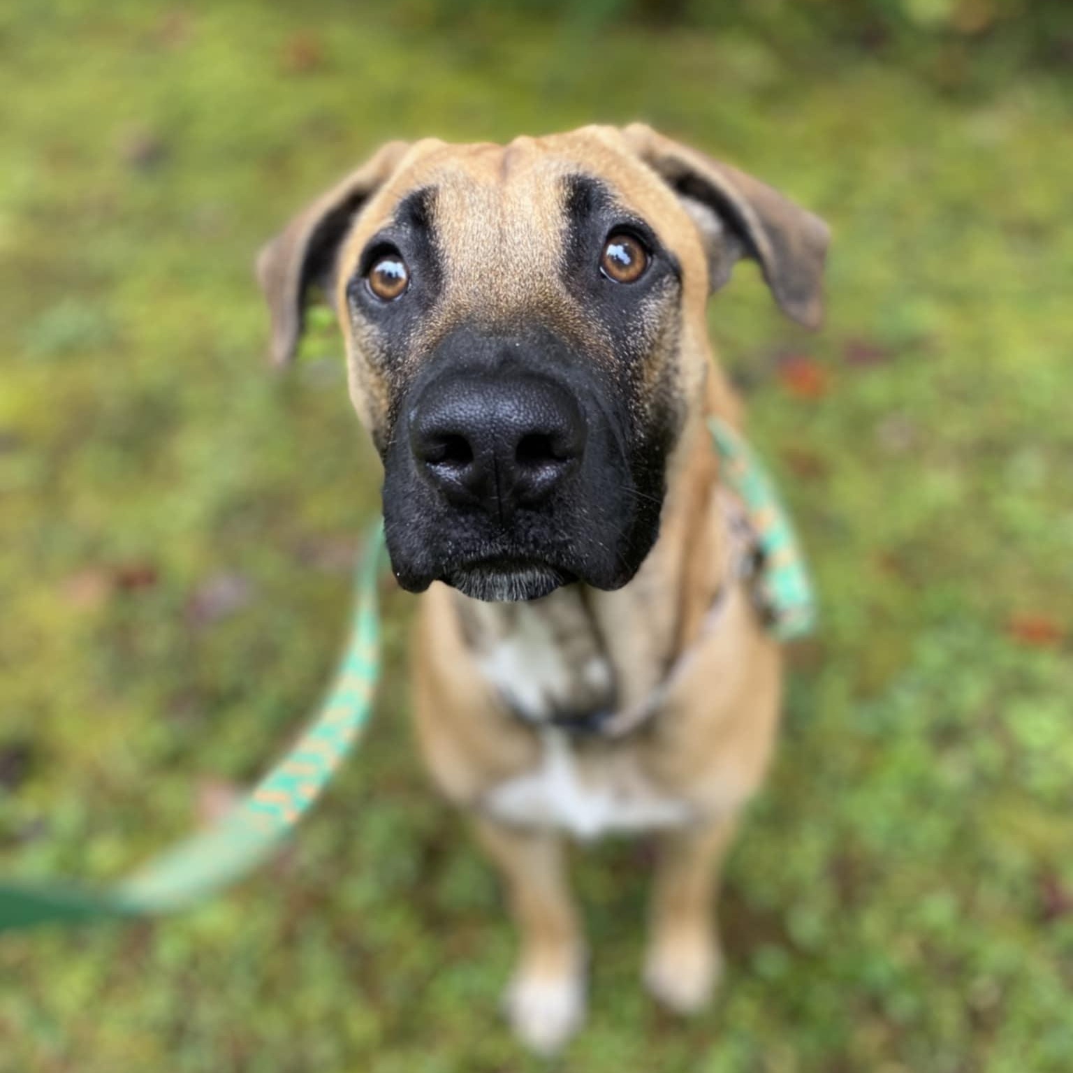 Howie, a Adoptable mixed breed in Orange, VA image 1/6