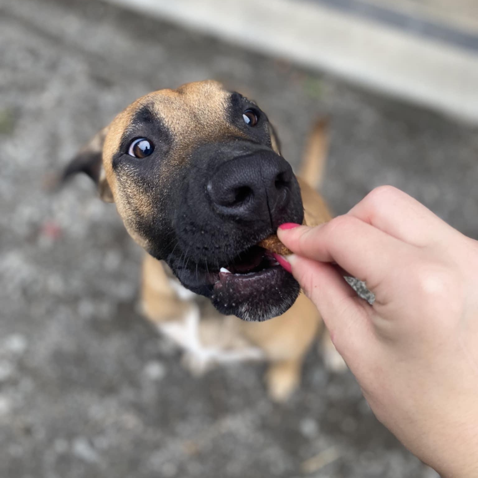 Howie, a Adoptable mixed breed in Orange, VA image 5/6