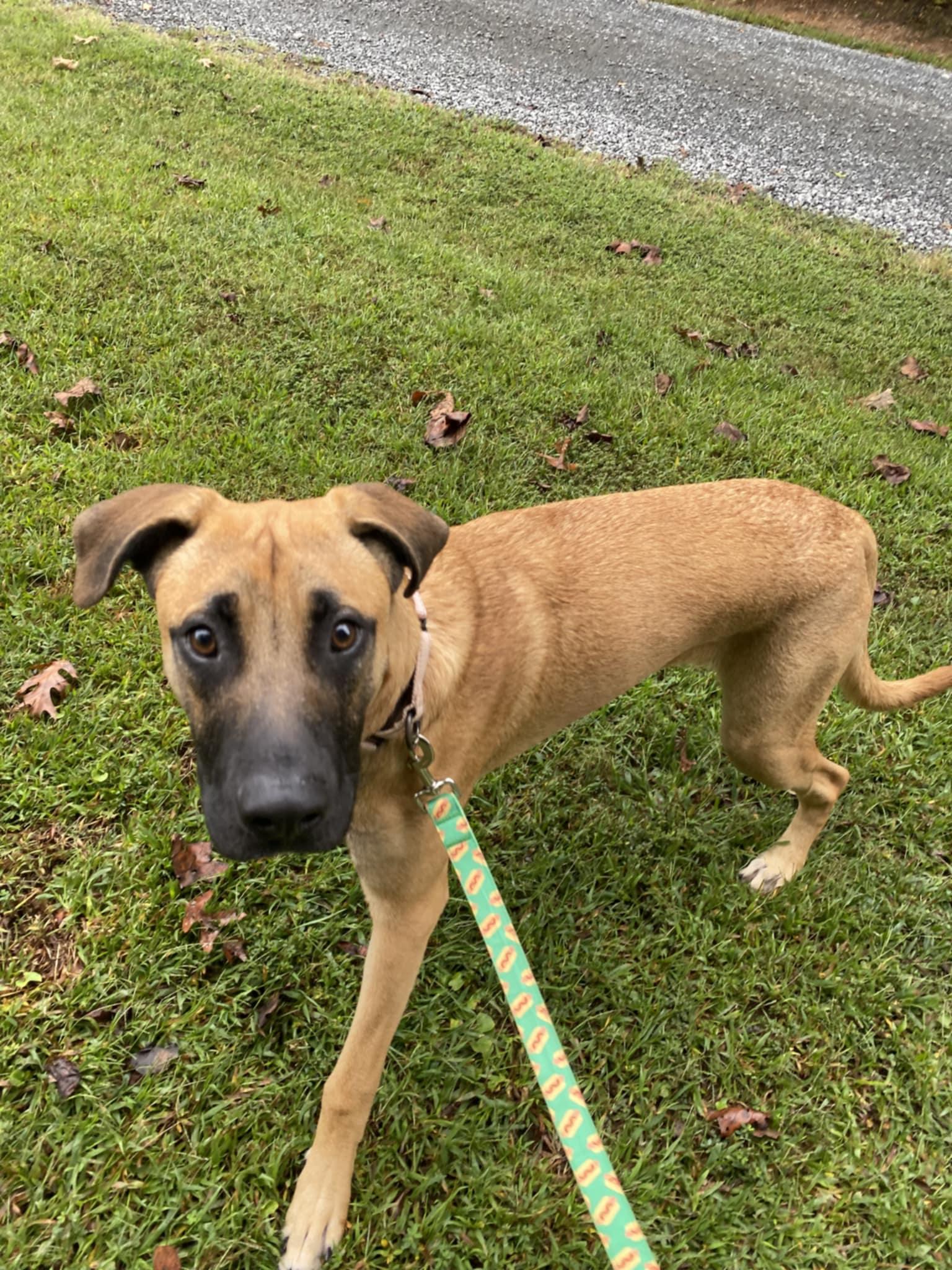 Howie, a Adoptable mixed breed in Orange, VA image 3/6