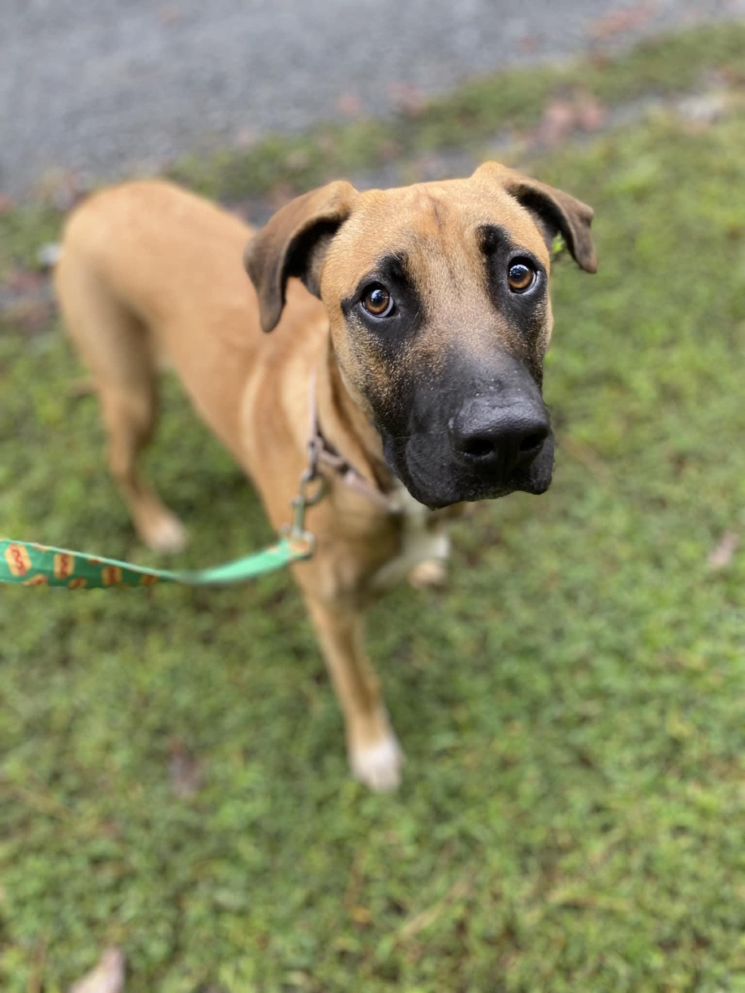 Howie, a Adoptable mixed breed in Orange, VA image 4/6