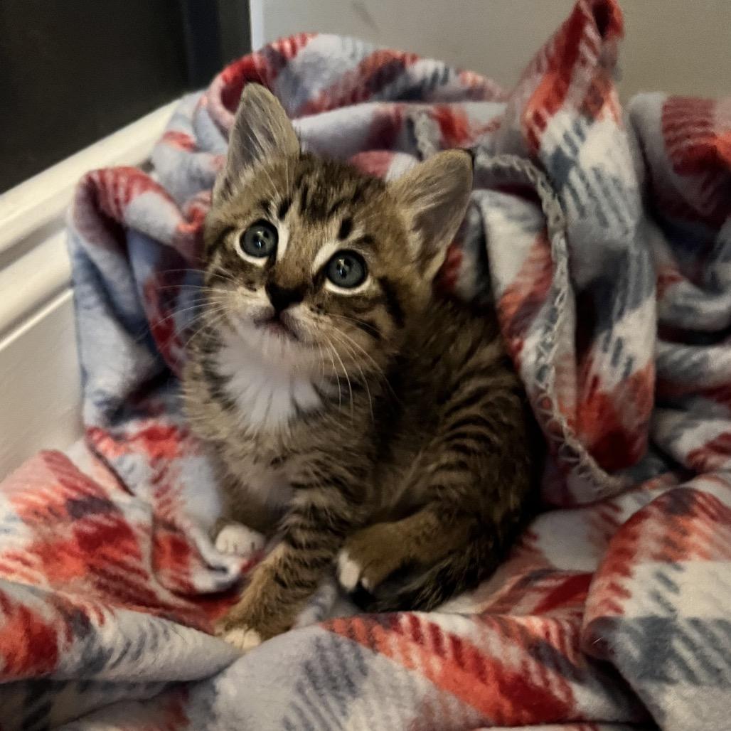 Briar, Adoptable, Kitten Male Domestic Short Hair.