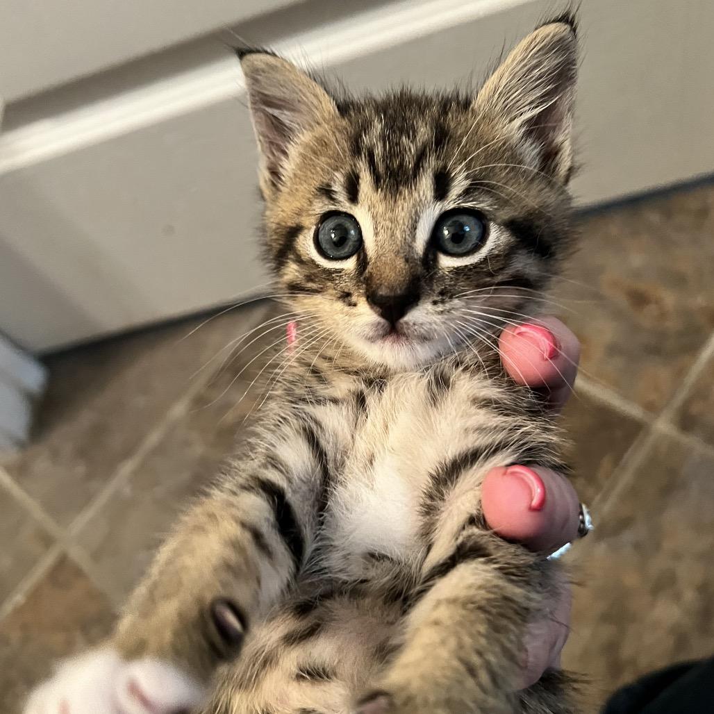 Enlarge Briar, a Adoptable Domestic Short Hair in Cartersville, GA image 2/3