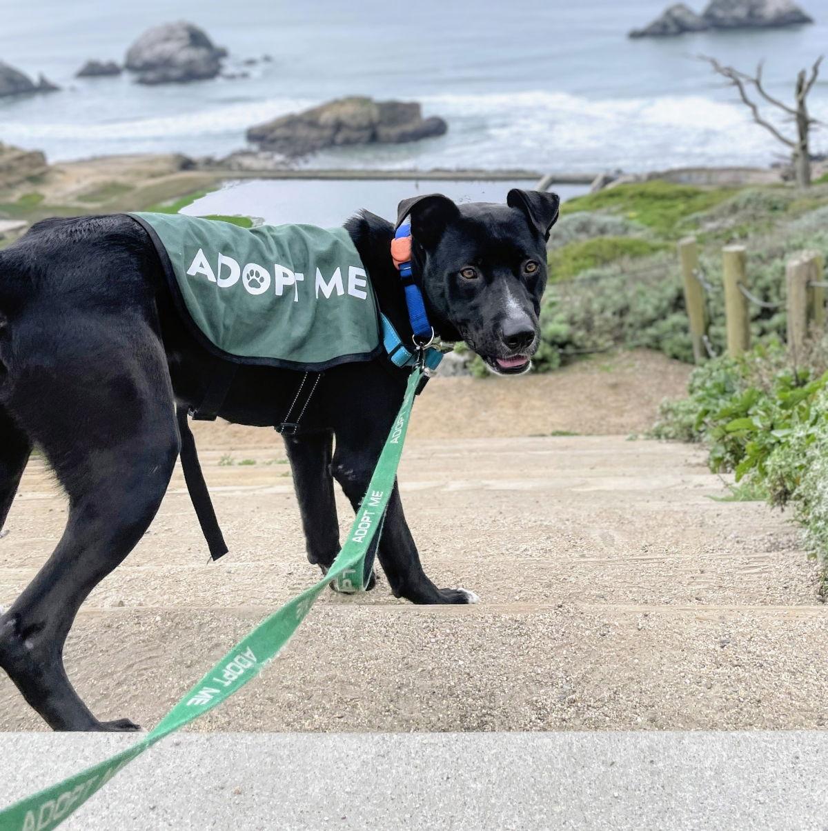 Enlarge Toto, a Adoptable Pit Bull Terrier in Oakland, CA image 1/3