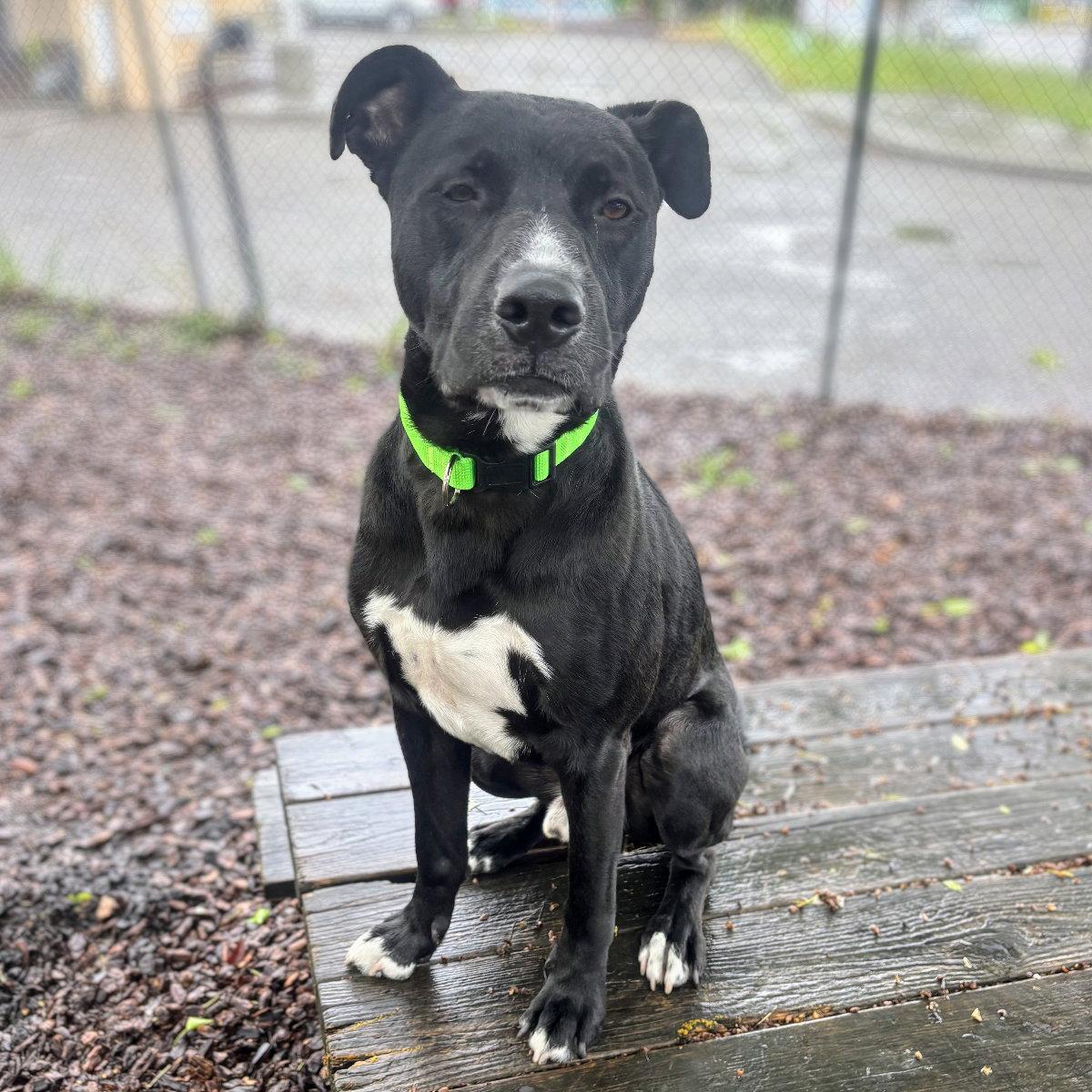 Enlarge Toto, a Adoptable Pit Bull Terrier in Oakland, CA image 1/3