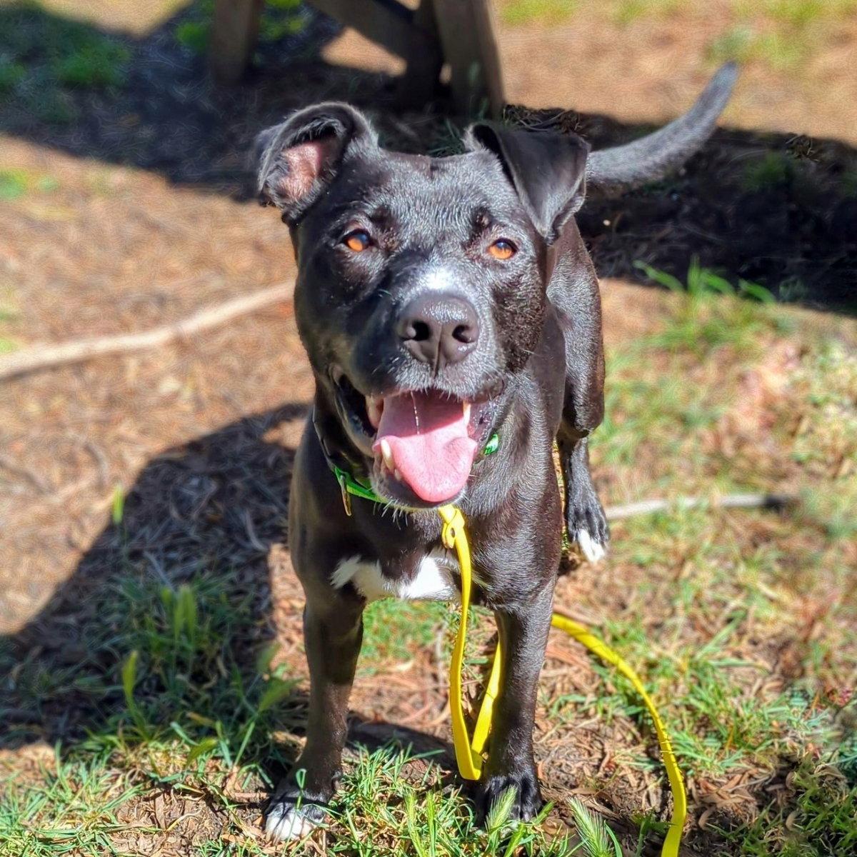 Enlarge Toto, a Adoptable Pit Bull Terrier in Oakland, CA image 2/3