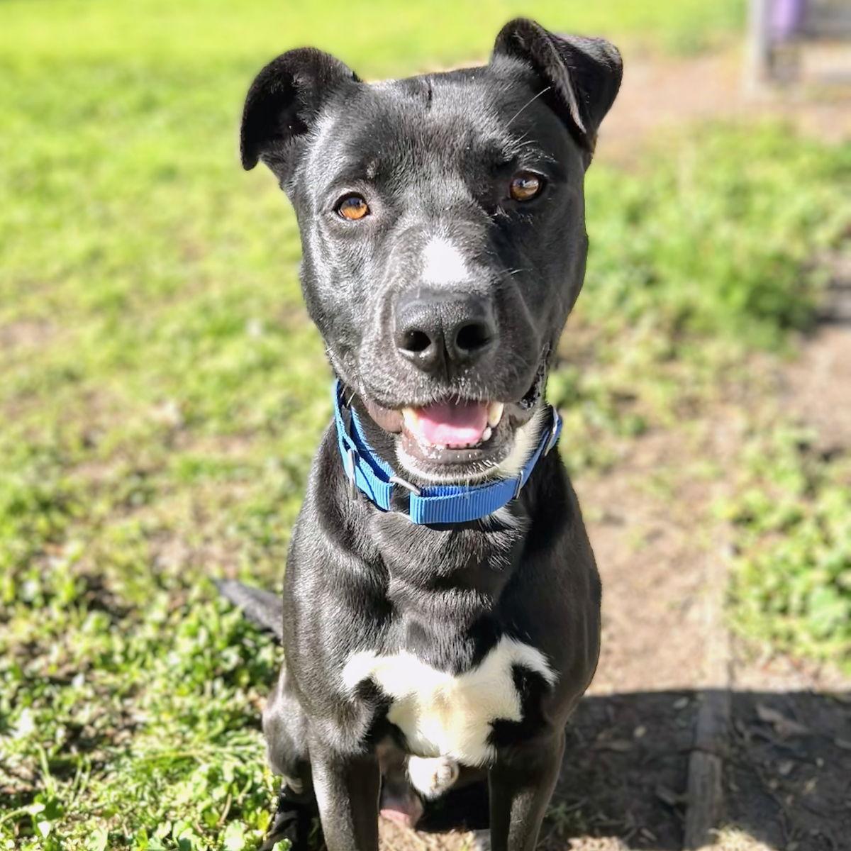 Toto, Adoptable, Young Male Pit Bull Terrier.
